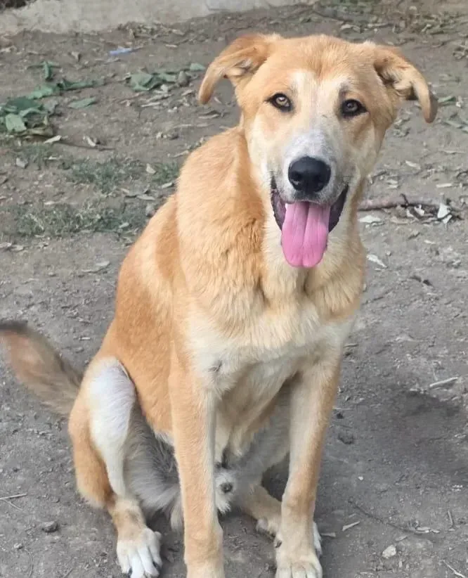 Ángel, perro en adopción en Almas de 4 Patas, Alhaurín el Grande, Málaga